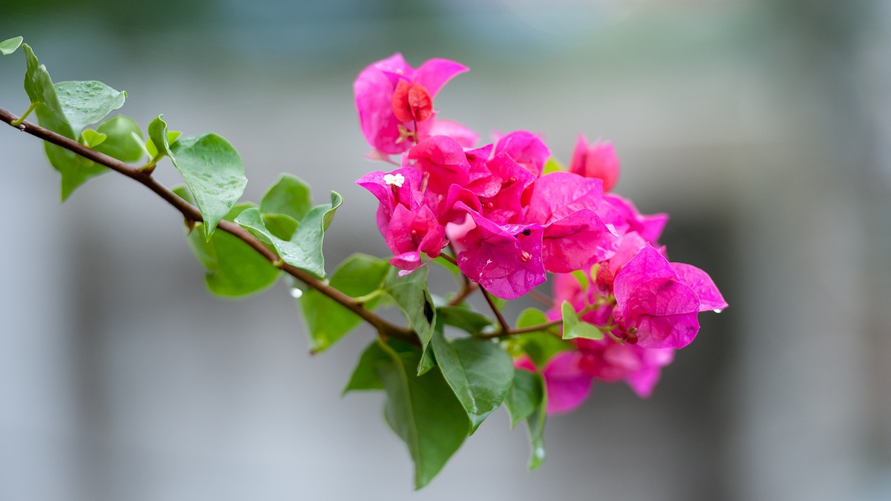 二月花之意蕴，时尚设计中的季节灵感与色彩解读