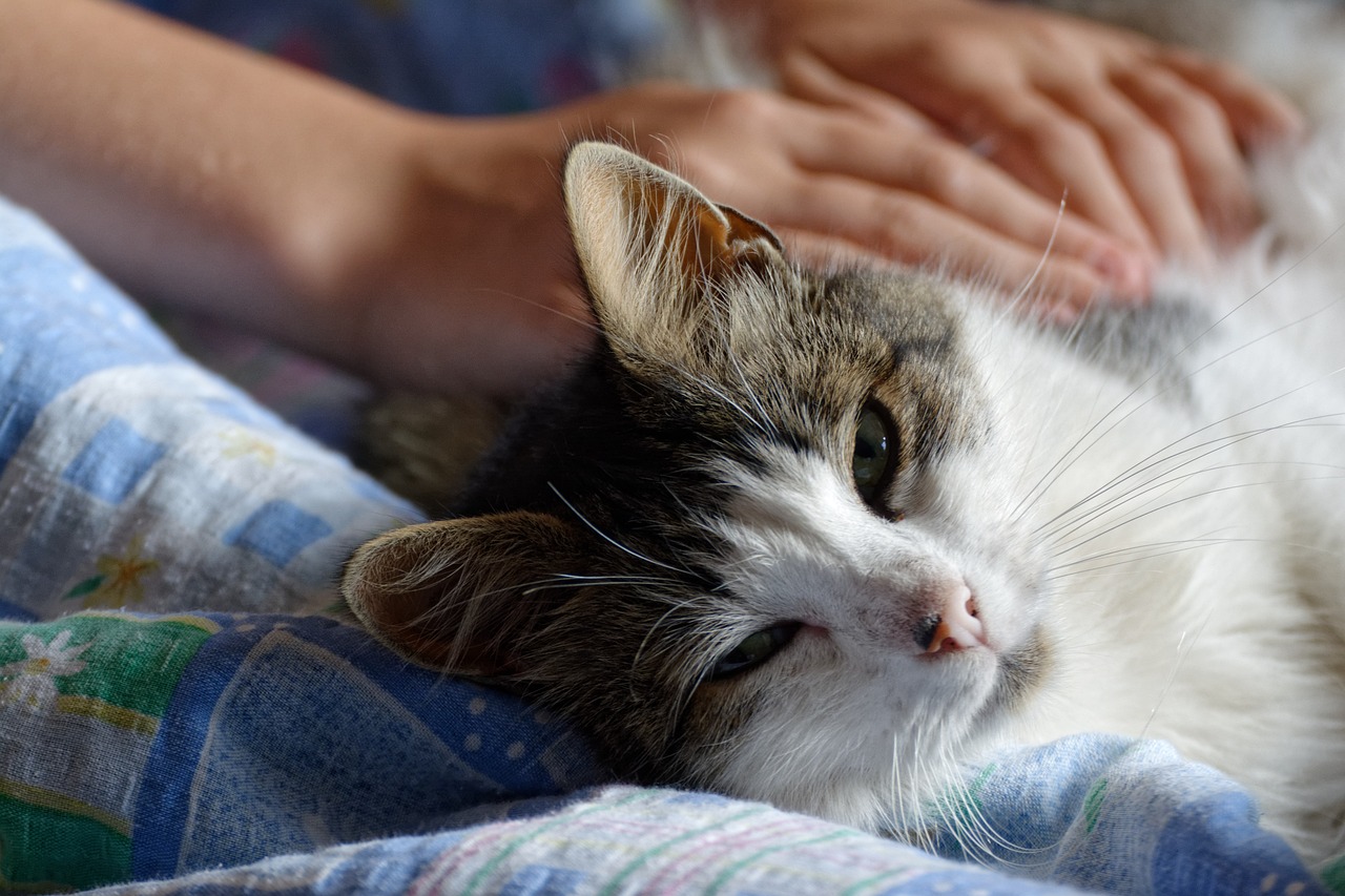 猫步潮流，揭秘猫系列鞋履品牌背后的时尚密码